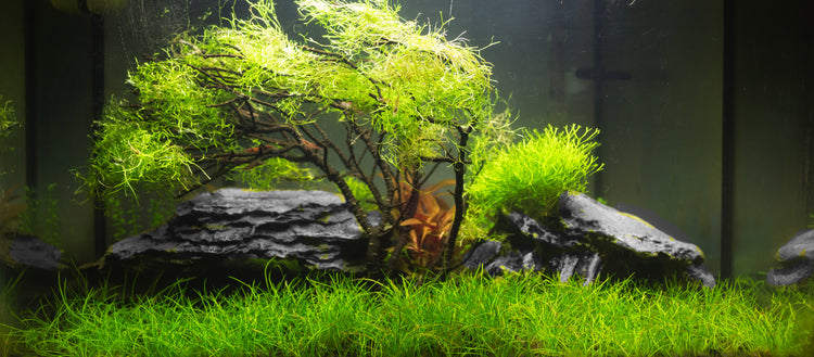 Aquarium Stones