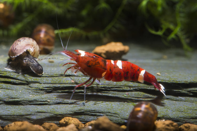 Aquariums