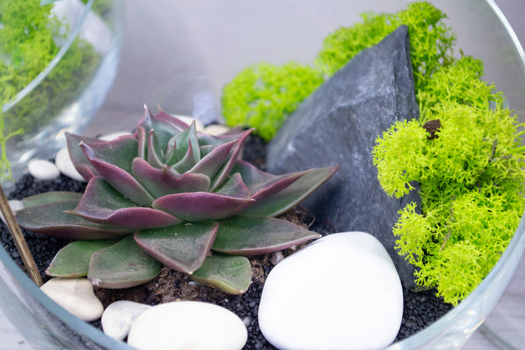 Bonsai, Succulents & Miniature Gardens