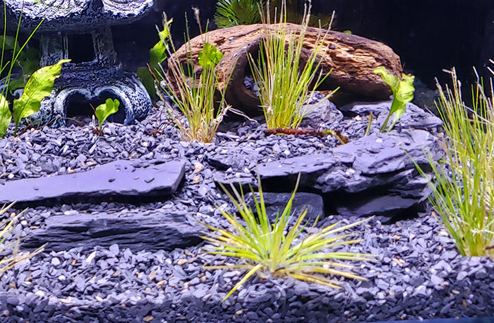 Slate | 1/2 to 1 inch