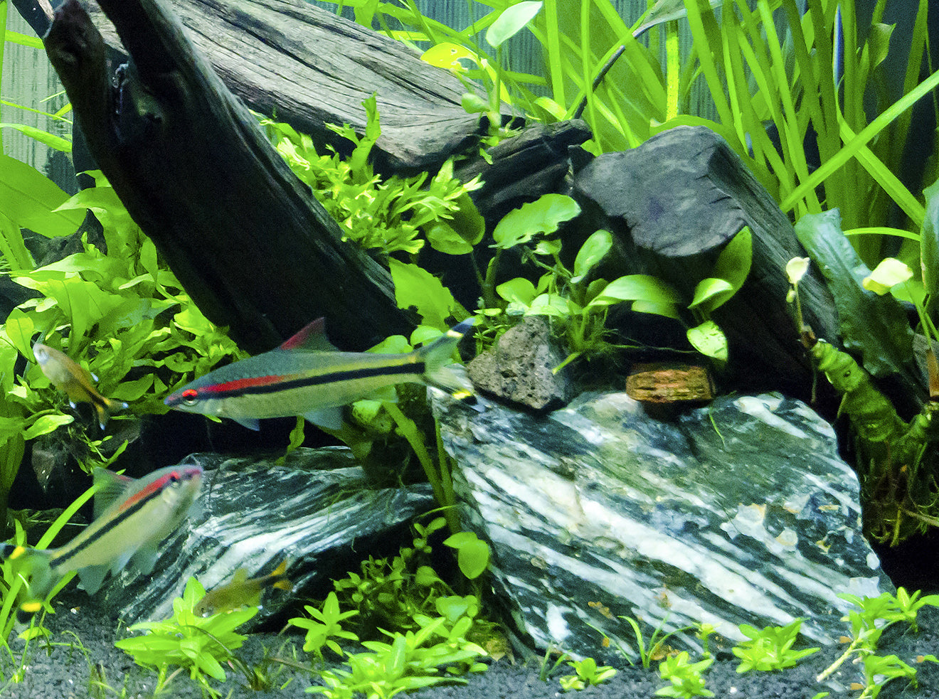 Natural Slate/Quartz Aquarium Stones - Size 1 to 3 Inch (5 lbs) - Small World Slate & Stone