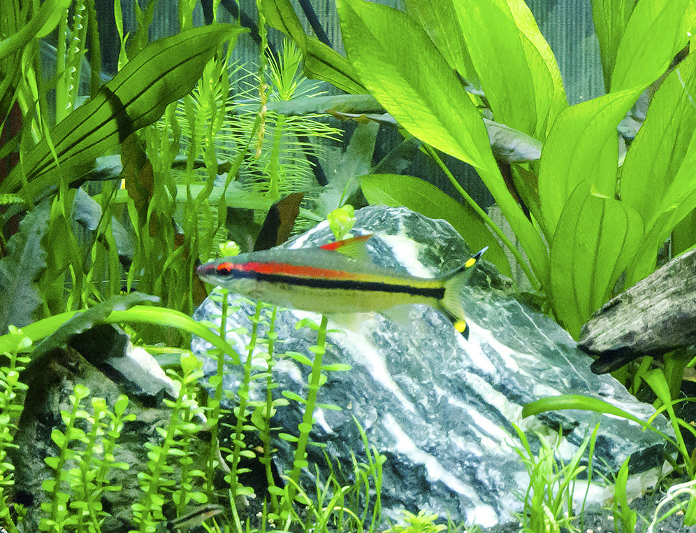 Natural Slate/Quartz Aquarium Stones - Size 1 to 3 Inch (5 lbs) - Small World Slate & Stone