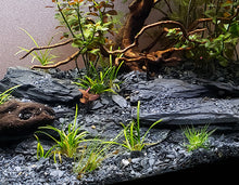 Natural Slate Stones - Large 5 to 7 inch