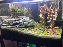 Slate 1-3 inches - Aquarium with stones creating a wall or berm