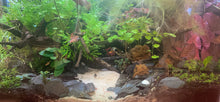 Slate 1-3 - Stones in planted aquarium tank