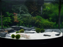 Slate 1-3 inch Axolotl aquarium 